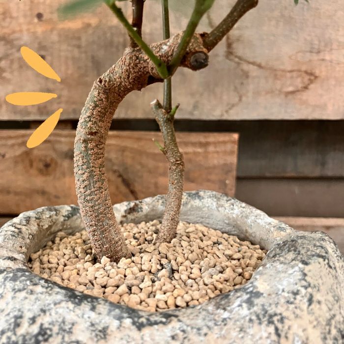 観葉植物現品販売