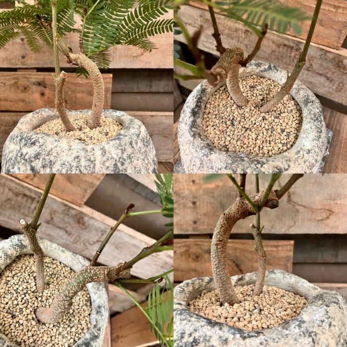 観葉植物現品販売