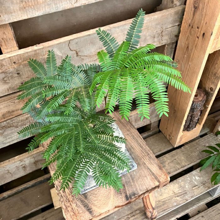 観葉植物現品販売