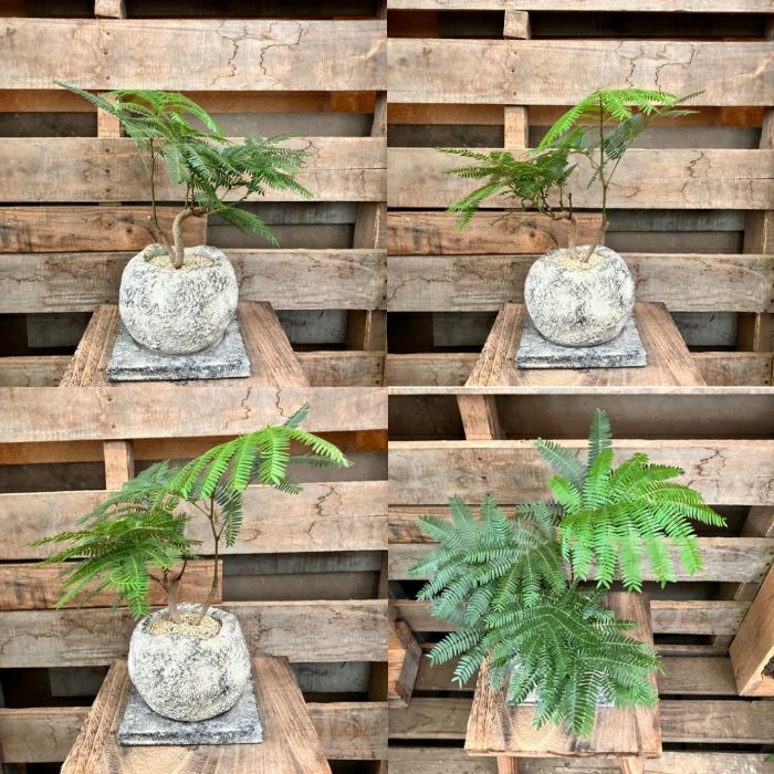 観葉植物現品販売
