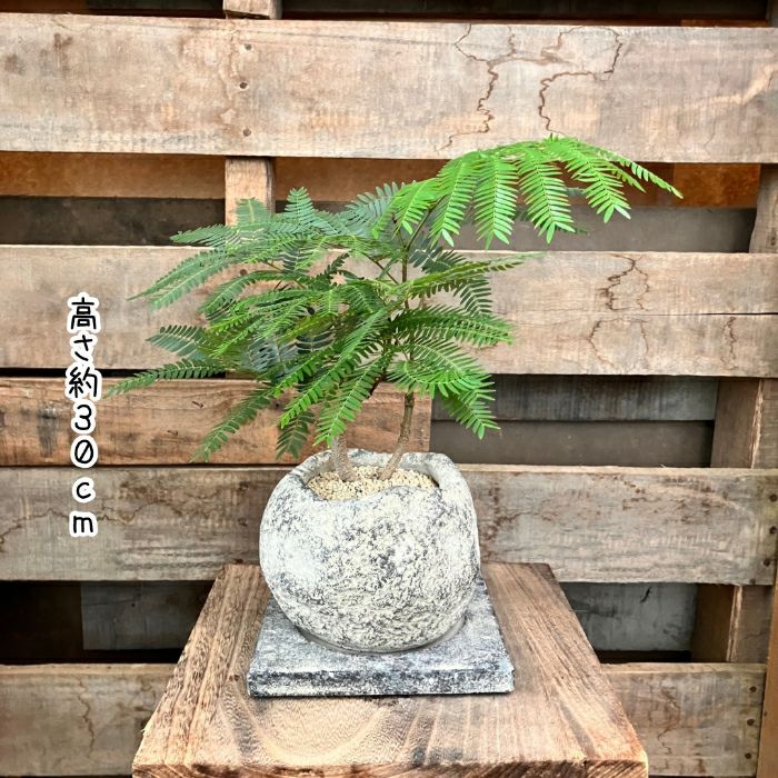 観葉植物現品販売