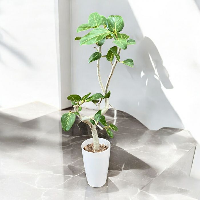 観葉植物現品販売