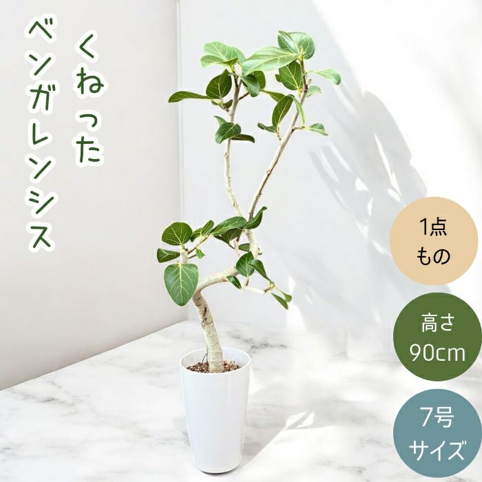 観葉植物現品販売
