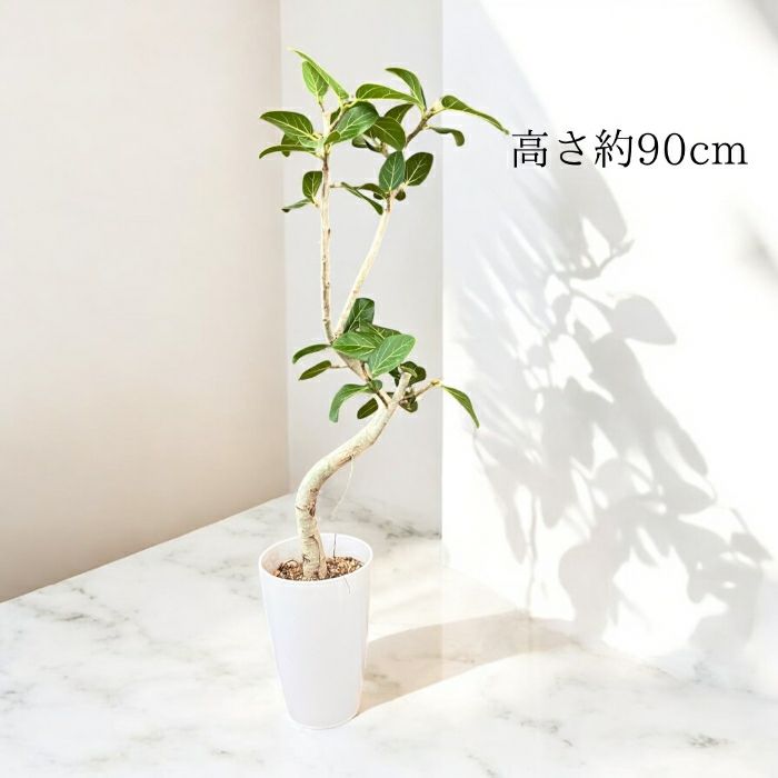 観葉植物現品販売
