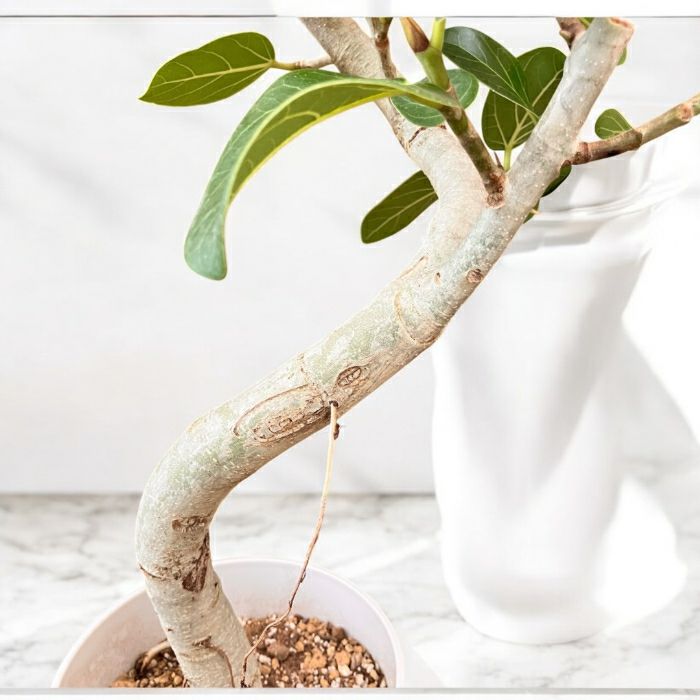 観葉植物現品販売