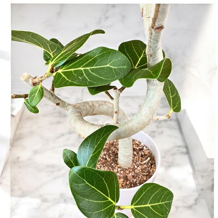 観葉植物現品販売