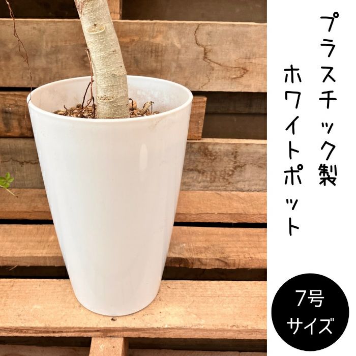 観葉植物現品販売