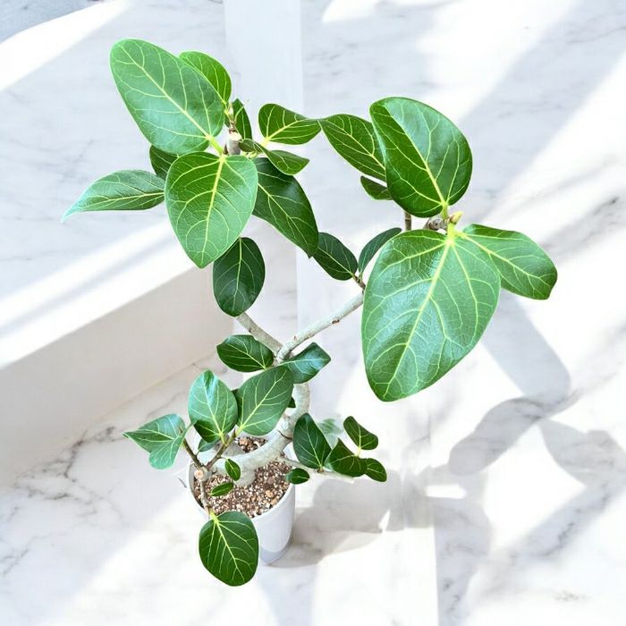 観葉植物現品販売