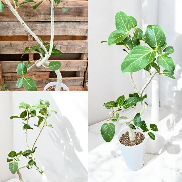 観葉植物現品販売