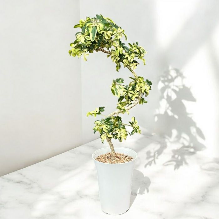 観葉植物現品販売