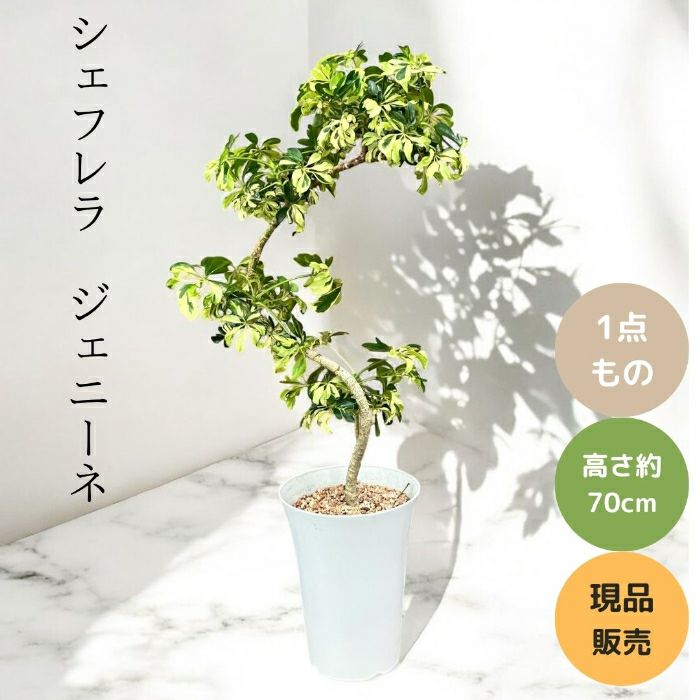 観葉植物現品販売