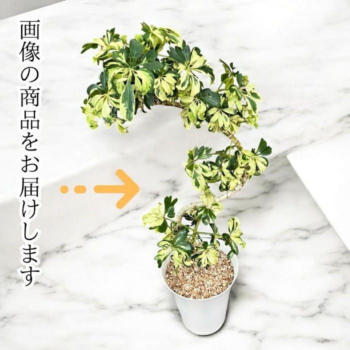 観葉植物現品販売
