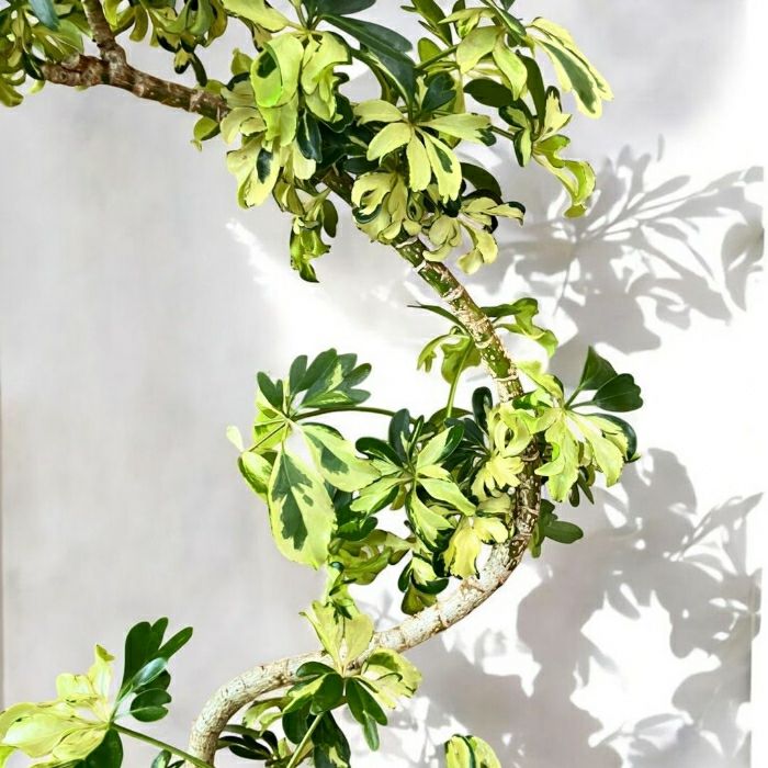 観葉植物現品販売