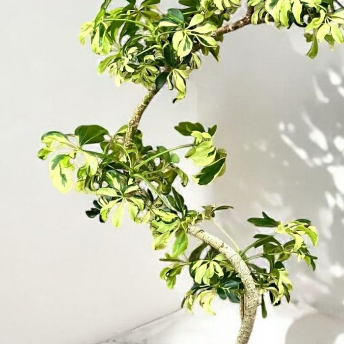 観葉植物現品販売
