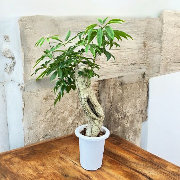 観葉植物現品販売