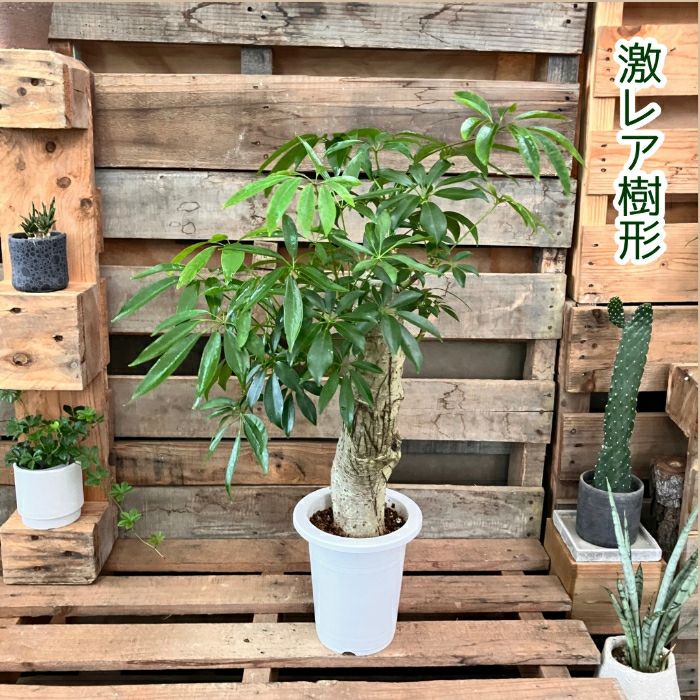 観葉植物現品販売