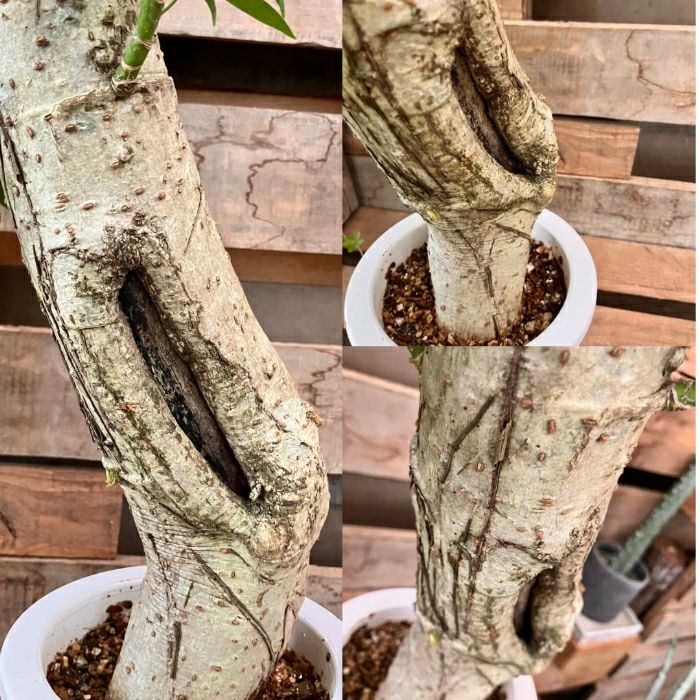 観葉植物現品販売