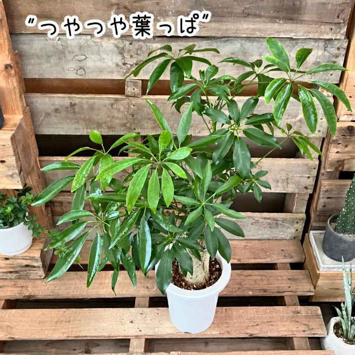 観葉植物現品販売