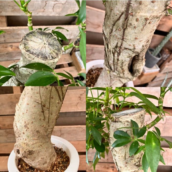 観葉植物現品販売