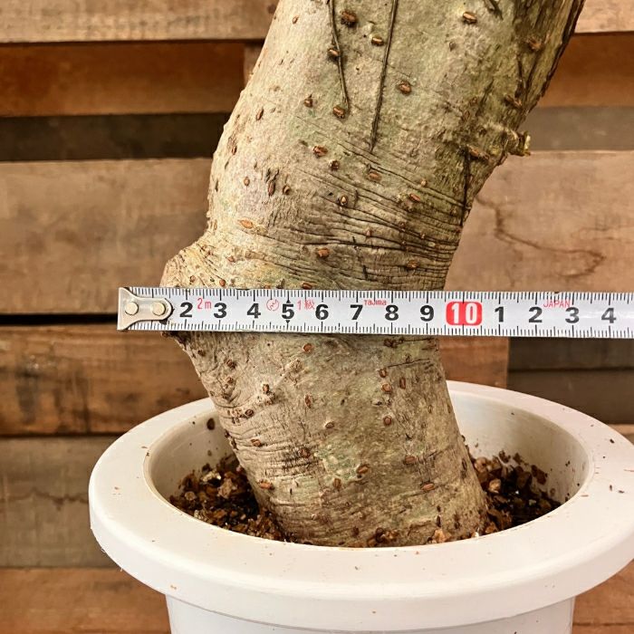 観葉植物現品販売