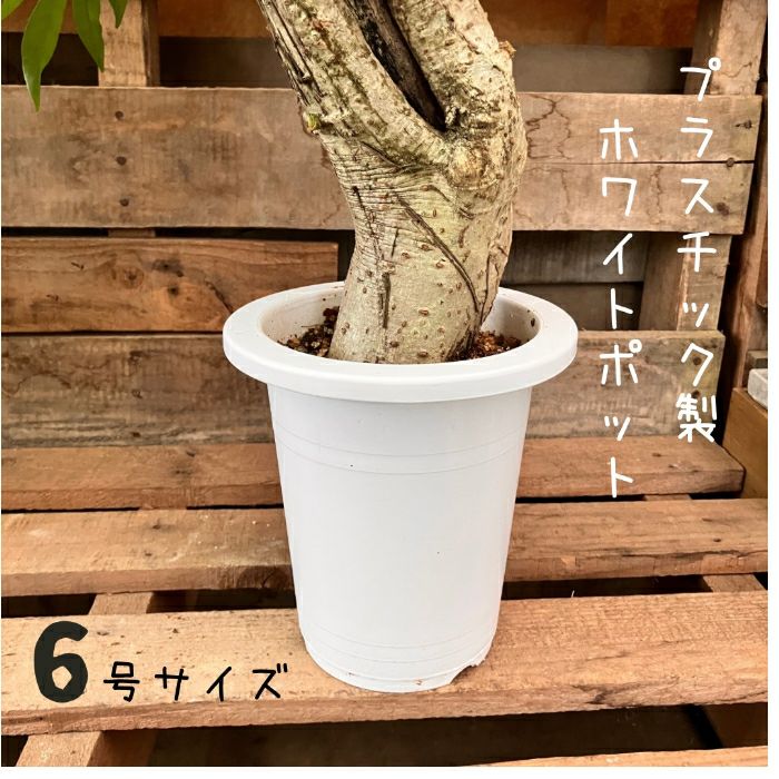 観葉植物現品販売