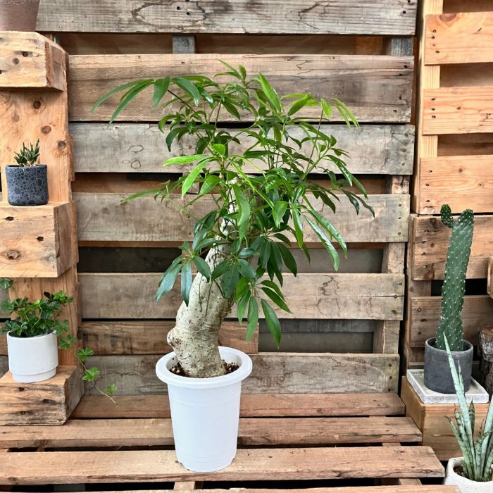 観葉植物現品販売