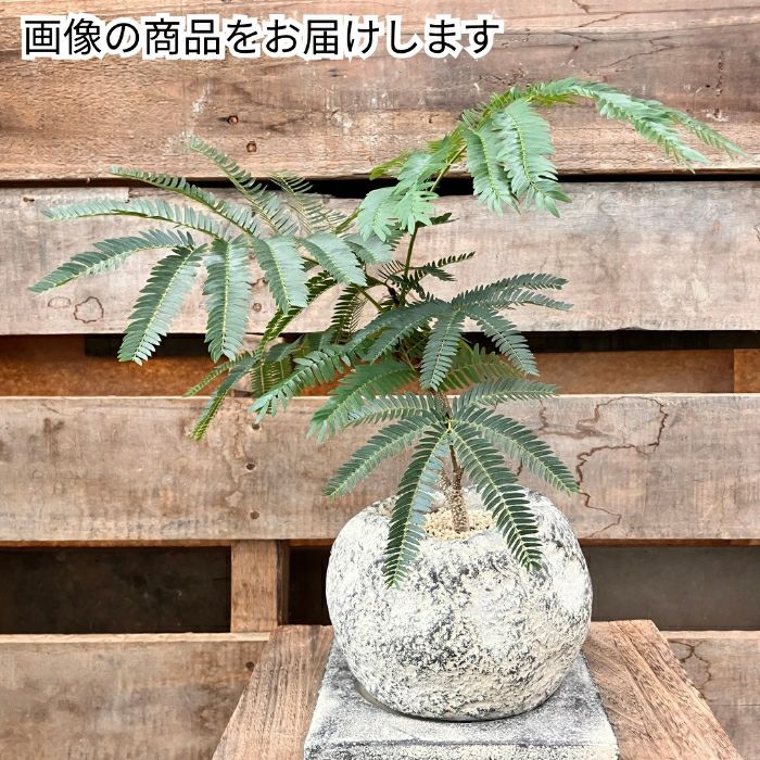 観葉植物現品販売
