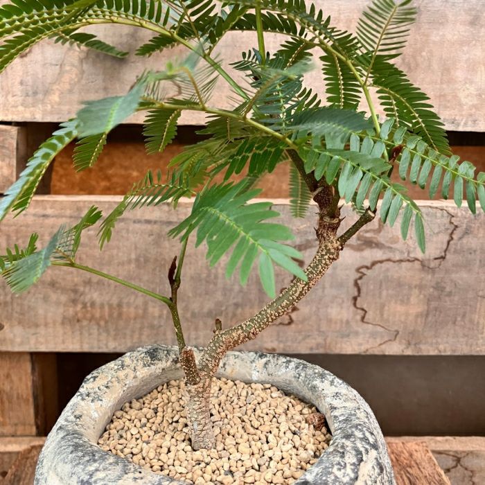 観葉植物現品販売