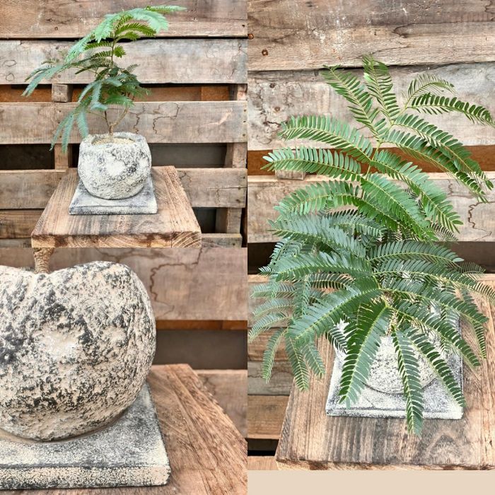 観葉植物現品販売