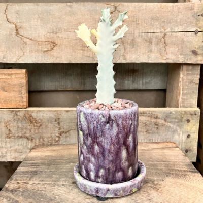 柱サボテン トゲなし 鬼面角 ヌーダム セメントシリンダーポット