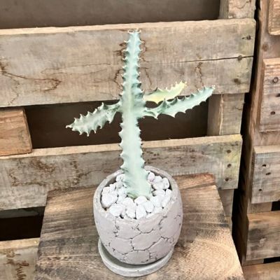 値下げ⭐︎ジジ植木鉢 楽天市場】魔女の宅急便 ジジ プランターの通販