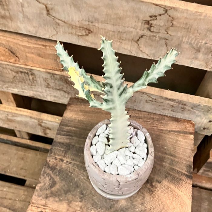 観葉植物現品販売