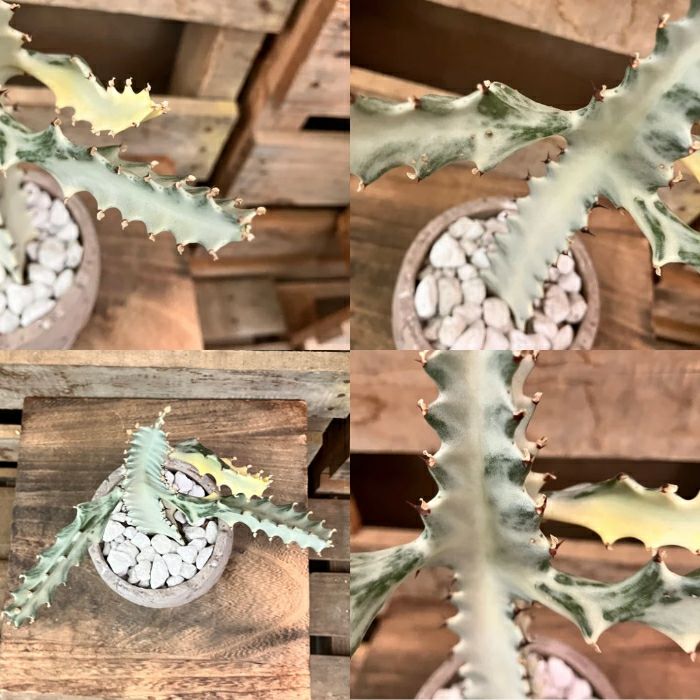 観葉植物現品販売