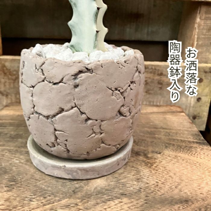 観葉植物現品販売