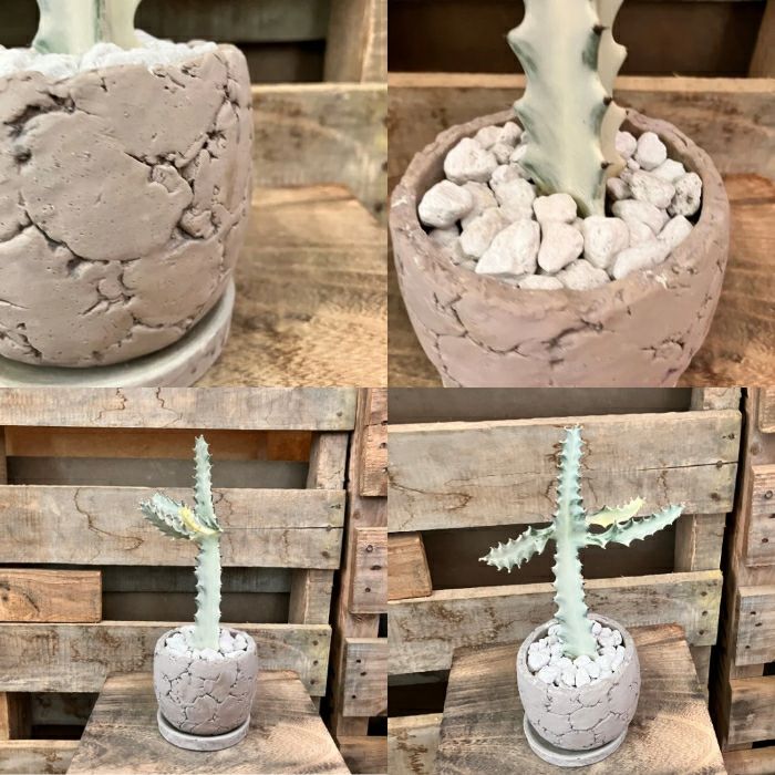 観葉植物現品販売