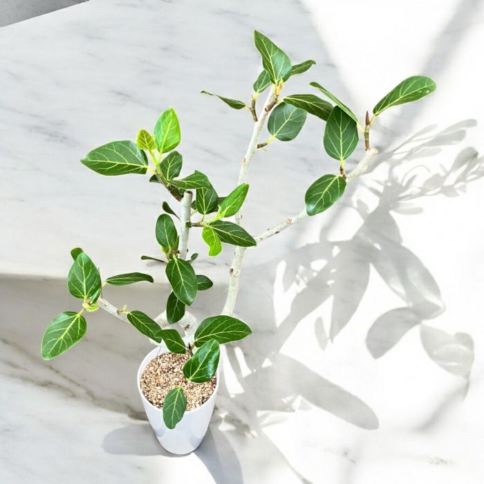 観葉植物現品販売