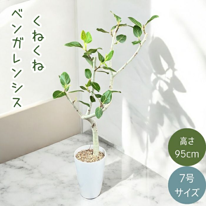 観葉植物現品販売