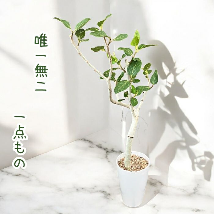 観葉植物現品販売