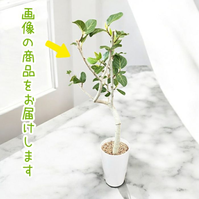 観葉植物現品販売