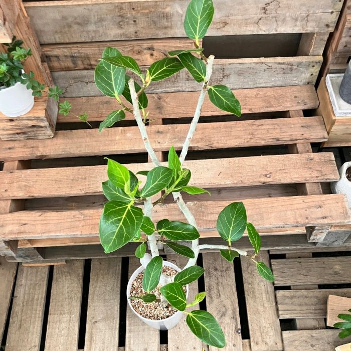 観葉植物現品販売