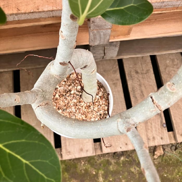 観葉植物現品販売