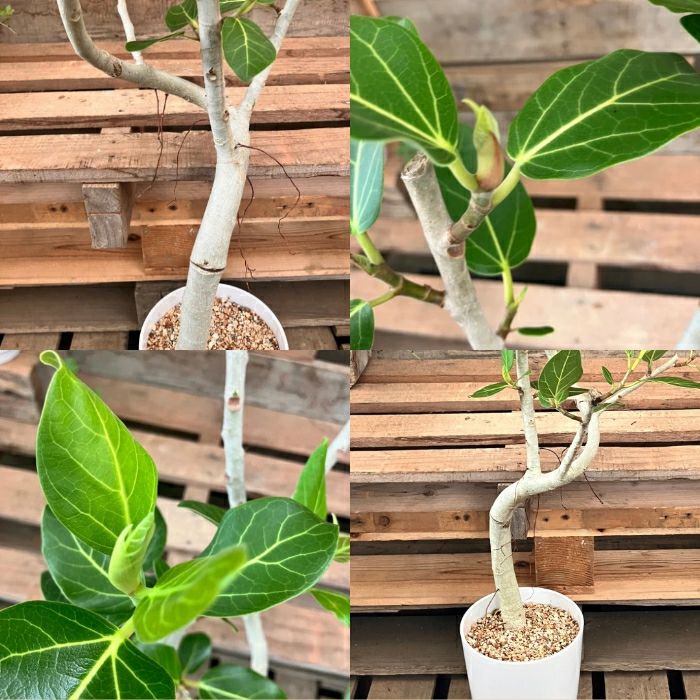 観葉植物現品販売