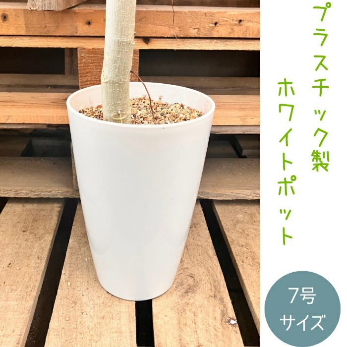 観葉植物現品販売