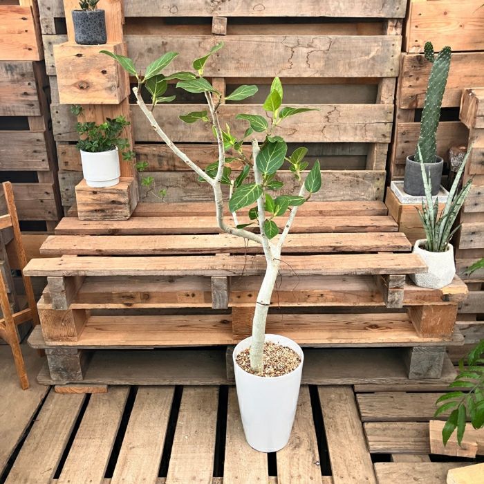 観葉植物現品販売