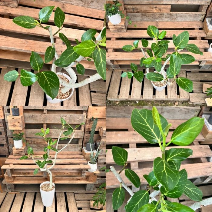 観葉植物現品販売