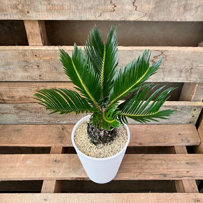 観葉植物現品販売