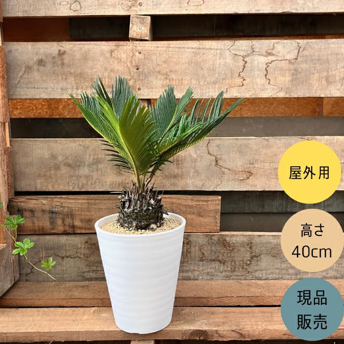 観葉植物現品販売