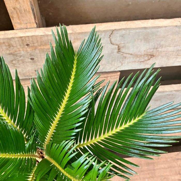 観葉植物現品販売