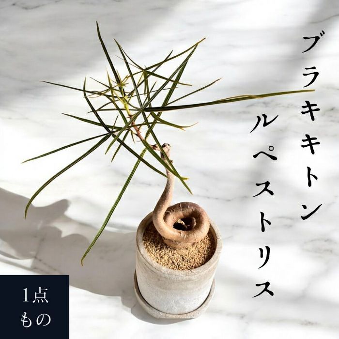 観葉植物現品販売