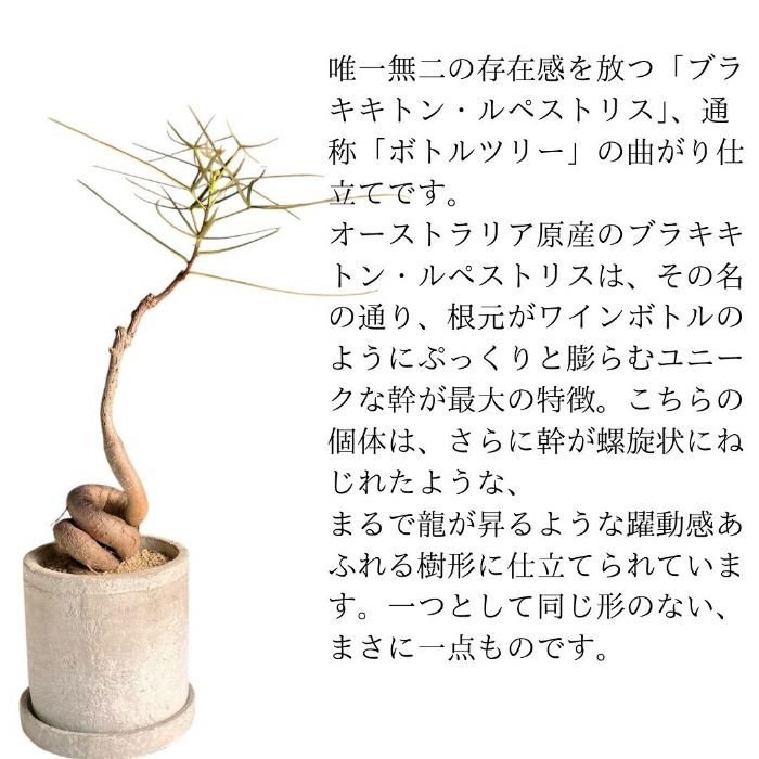 観葉植物現品販売